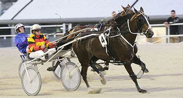 harness racing nz fields|HRNZ Official Fields.